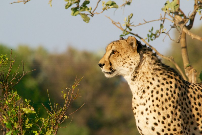a cheetah looking into the distance among green bushes, watchful cheetah 4k
