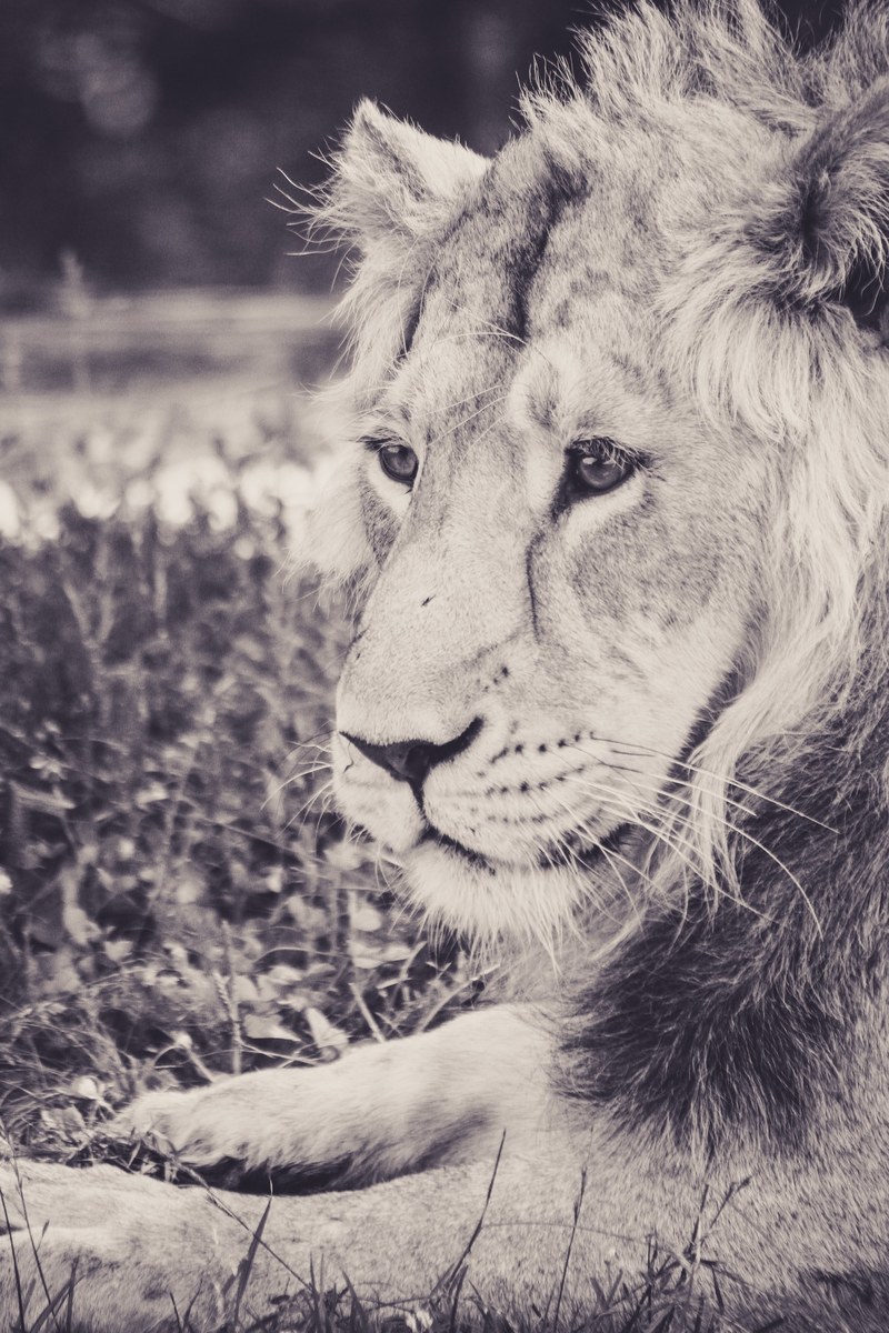 beautiful asiatic lion rip_ 4k