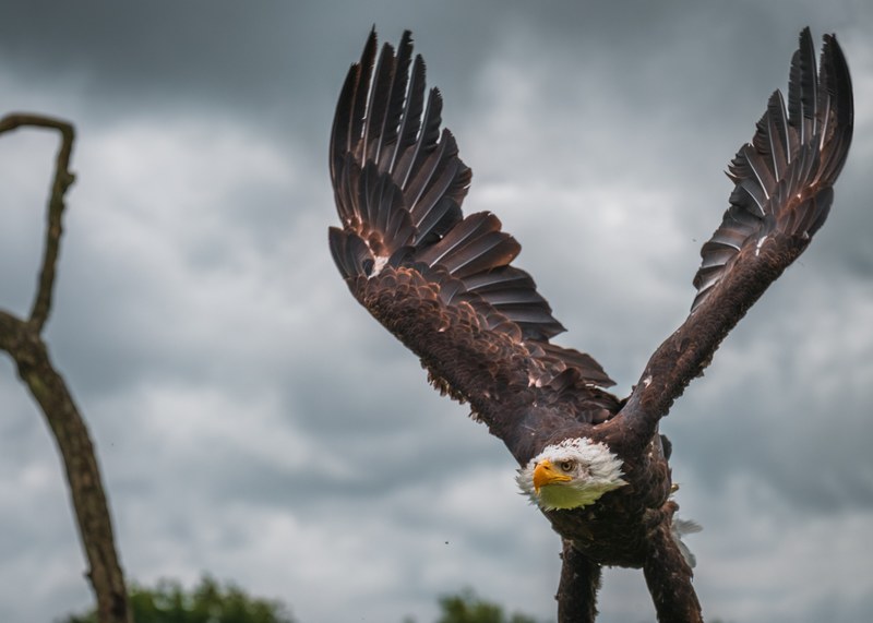 eagle bird feathers and prey 4k