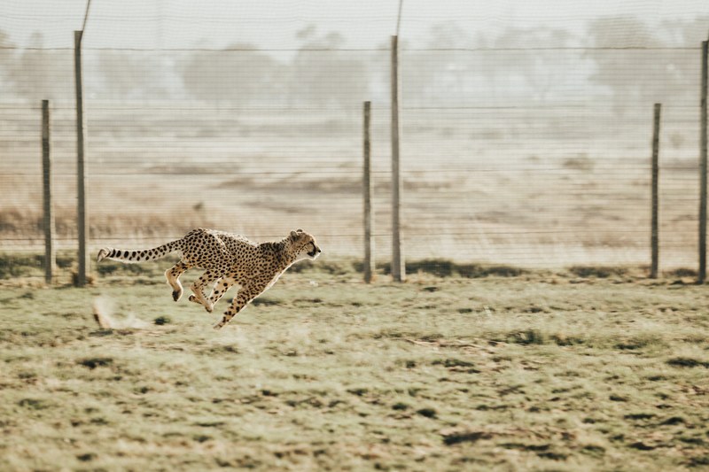 a cheetah in an enclosure in the middle of a leap, cheetah in motion 4k