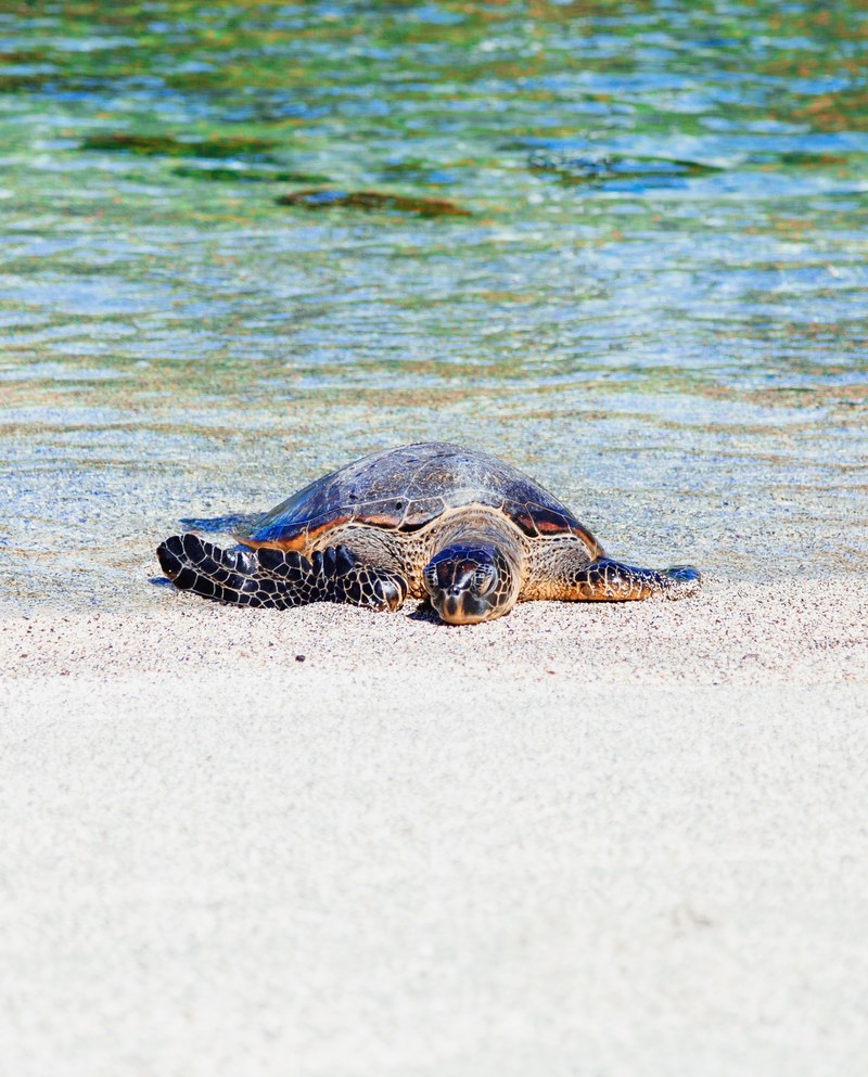 turtle on the sand beach in honaunau napoopoo, sea turtle resting 4k