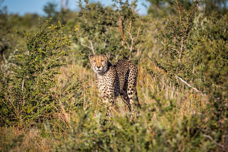 a cheetah staring at the camera in madikwe game reserve, the cheetah 4k