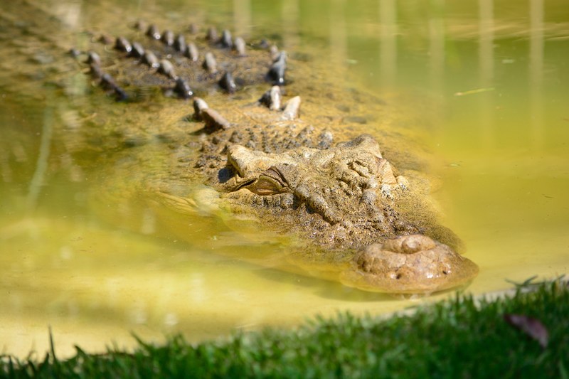 crocodile alligator water and grass 4k