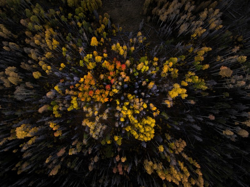 a drone shot of yellow and orange treetops in silverthorne, treetops below 4k