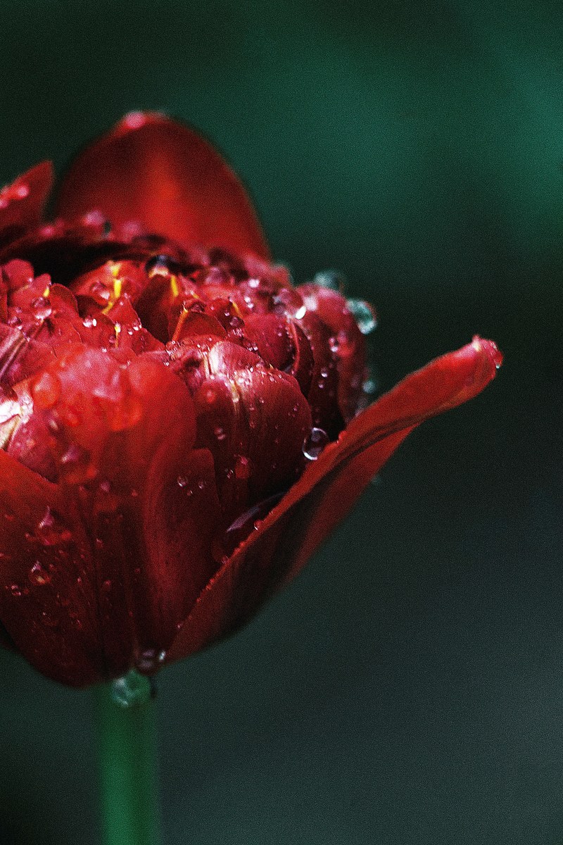 nature tulip red and flower hd, 4k