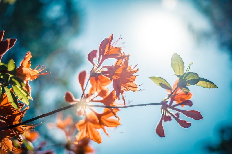 a branch with green leaves and orange flowers against a pale blue sky, sunlit flower branch 4k