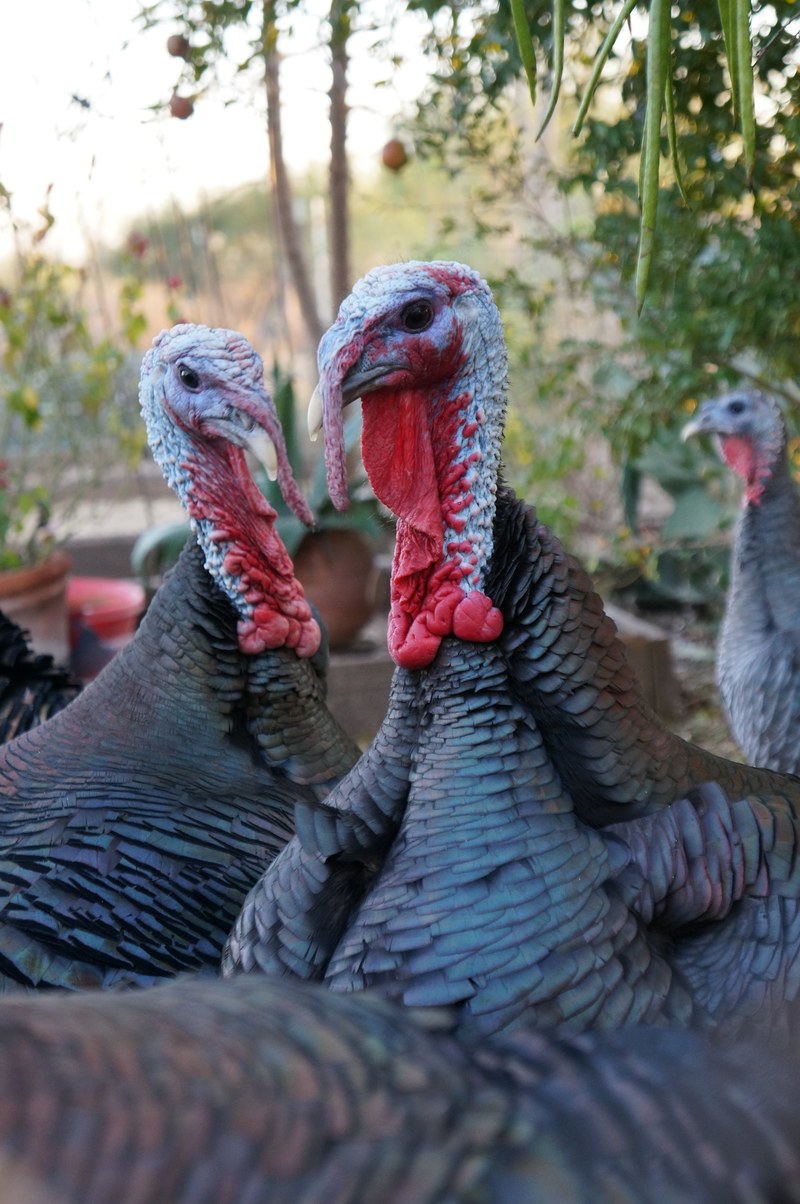 turkey bird poultry and beak hd, 4k