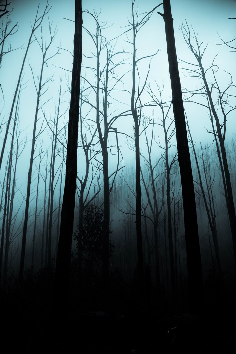 a dark moody foggy forest, twisted words 4k