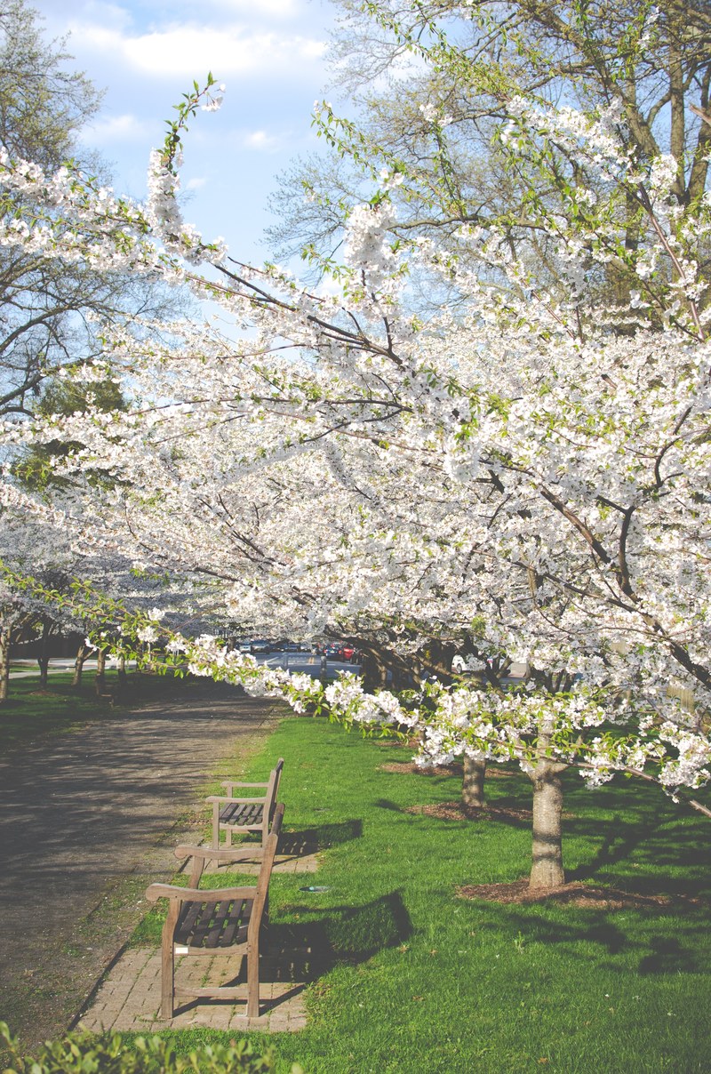 white cherry trees in blossom on the side of a park alley, cherry flowers in the park 4k