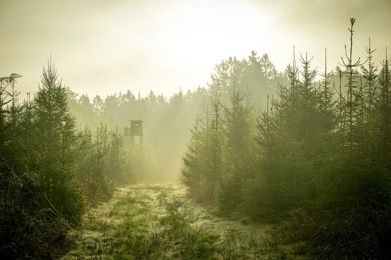 a green hued shot of a trail between conifers with a distant watchtower, green trail under the watchtower 4k
