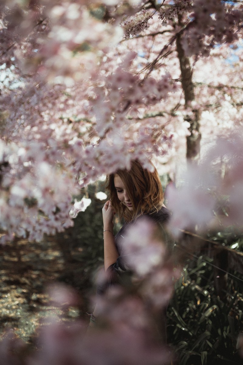 cherry blossom tree cherry blossom pink and spring hd, 4k