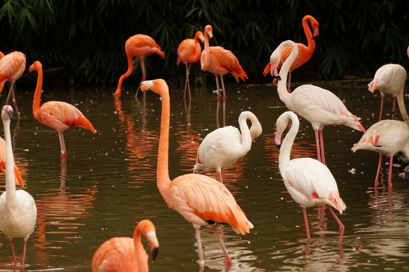 a group of flamingos walking and drinking on a pond, flamingos on a pond 4k