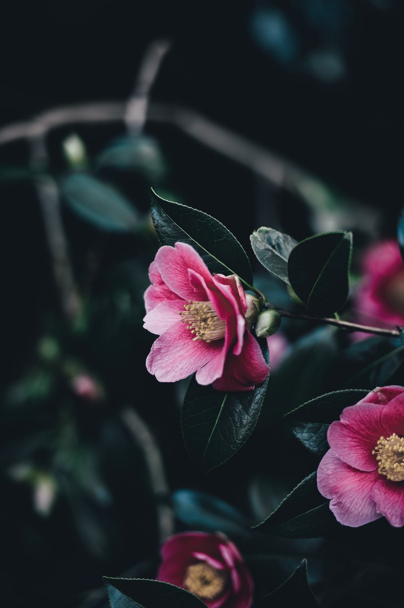 flower dark pink and garden hd, 4k