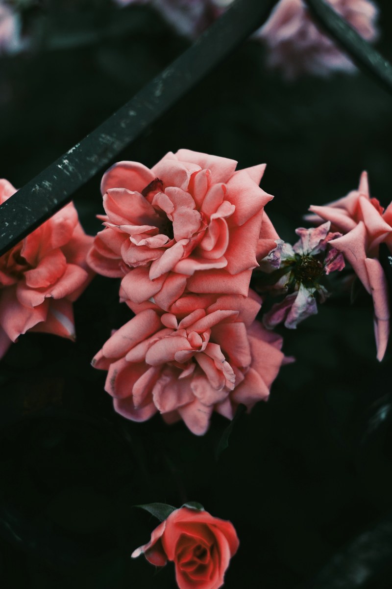 flower rose garden and pink hd, 4k