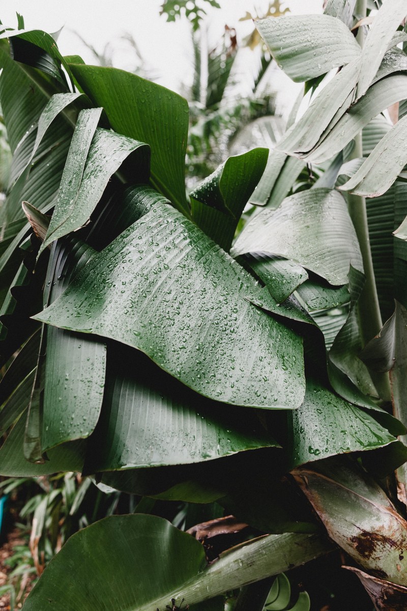 nature rain green and jungle hd, 4k