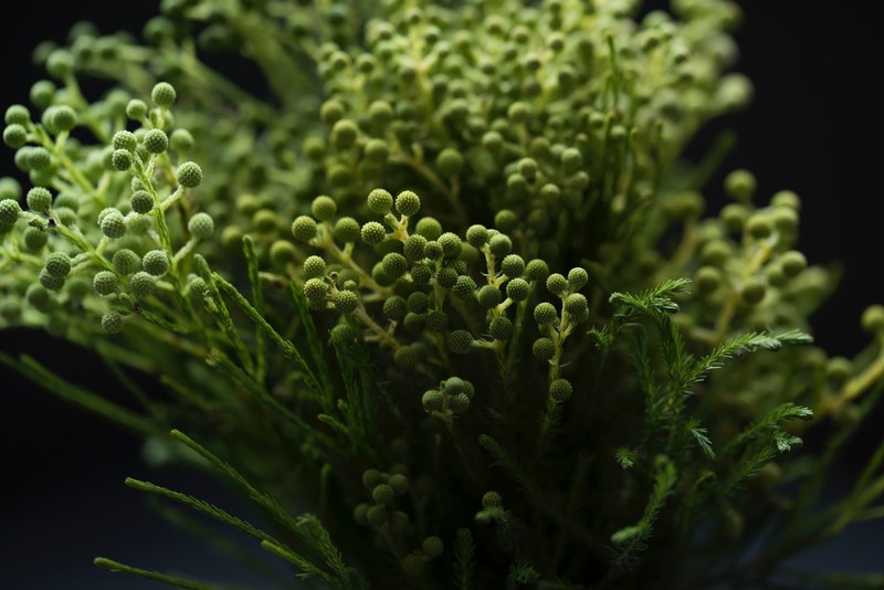 green flower buds on top of green stems, getting ready to bloom 4k