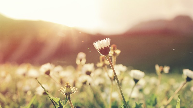 daisy flowers growing at sunrise in meadow in spring, white flower field 4k