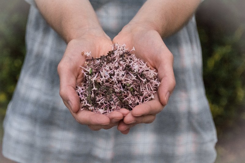 outstretched hands holding a harvest of edible wildflowers and herb, handful of wildflowers 4k