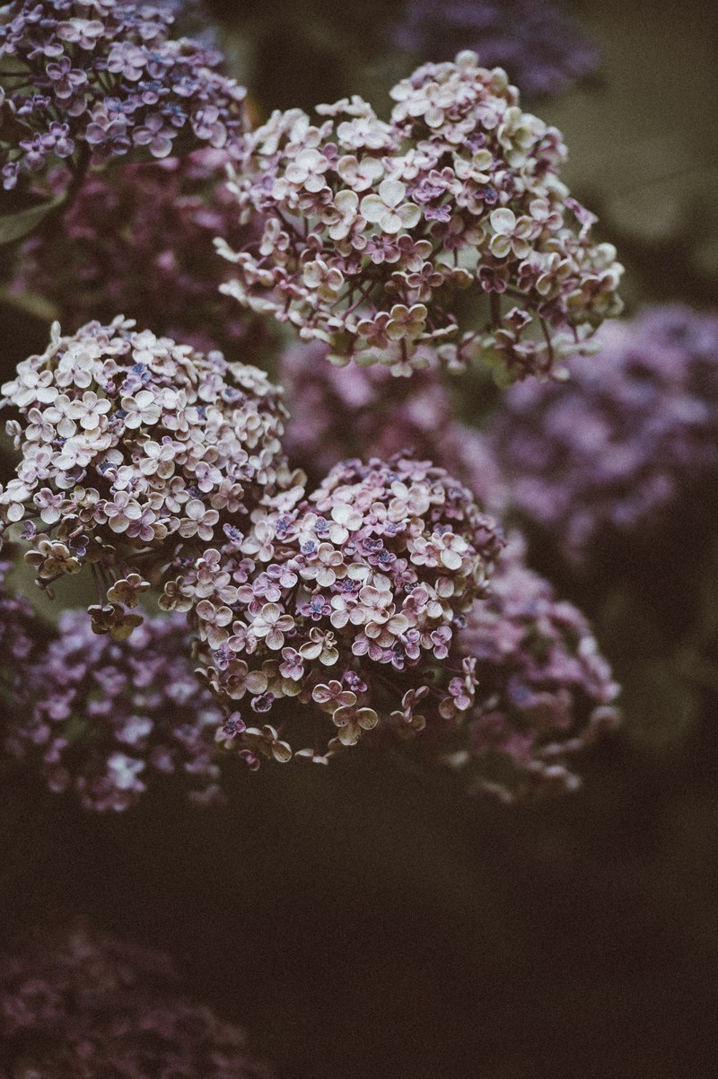 flowers petals purple and flor hd, 4k