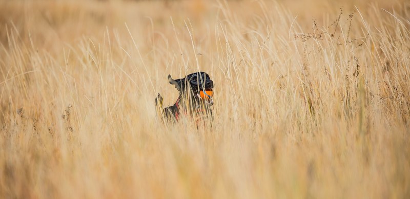 patrick hendry spit the grass 4k