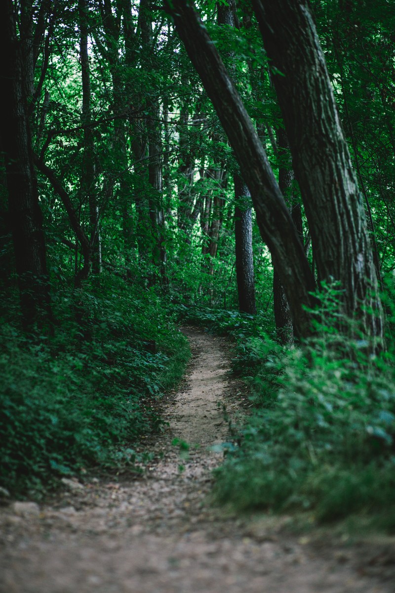 path hiking forest and trail hd, 4k