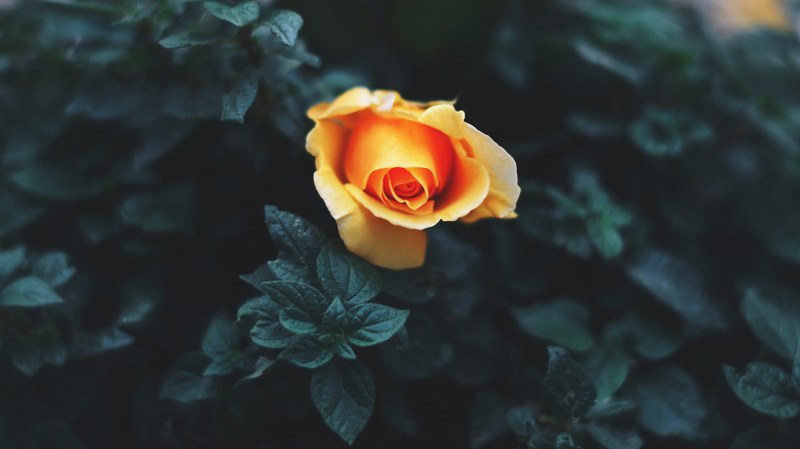 an orange rose like flower among dark green leaves, orange rose on dark green 4k