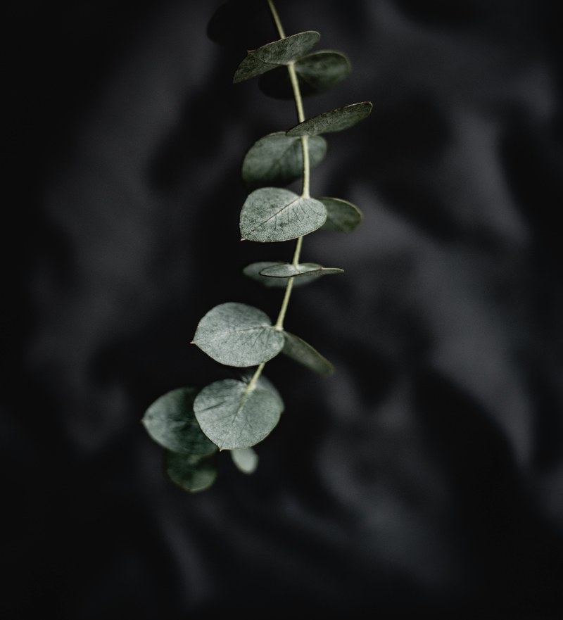eucalyptus leaves, eucalyptus photo 4k