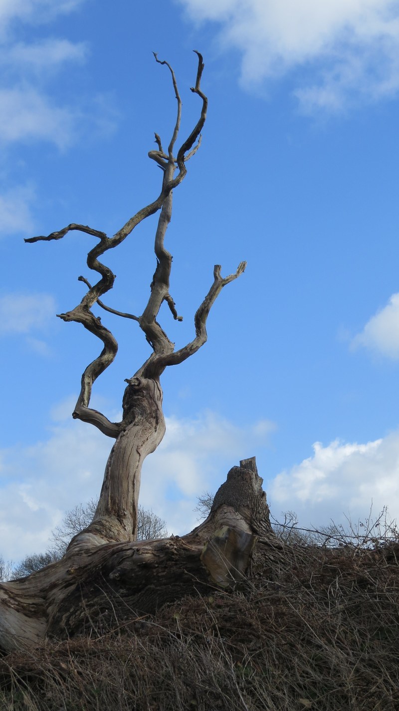 dead tree tree branch tree and stump hd, 4k