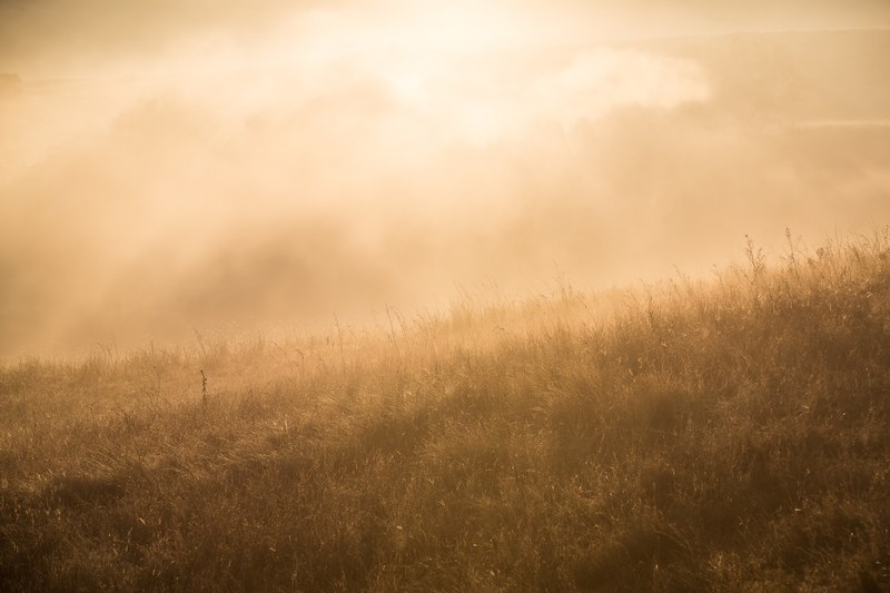 meadow with thick grass in the morning at sunrise in spring, sunrise meadow spring 4k