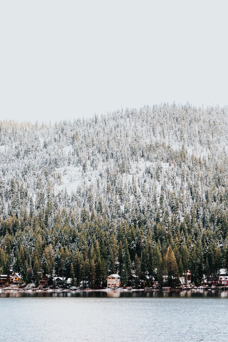 tree woodland forest and snow hd, 4k
