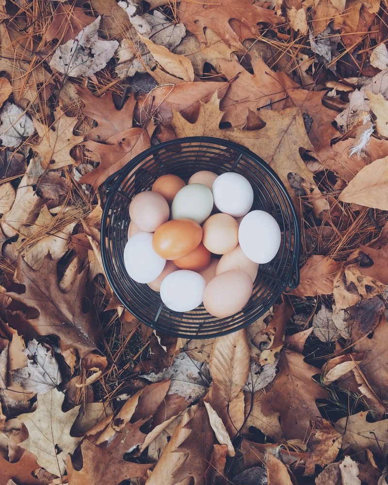 basket of fresh chicken eggs atop fallen autumn leaves, fresh eggs 4k