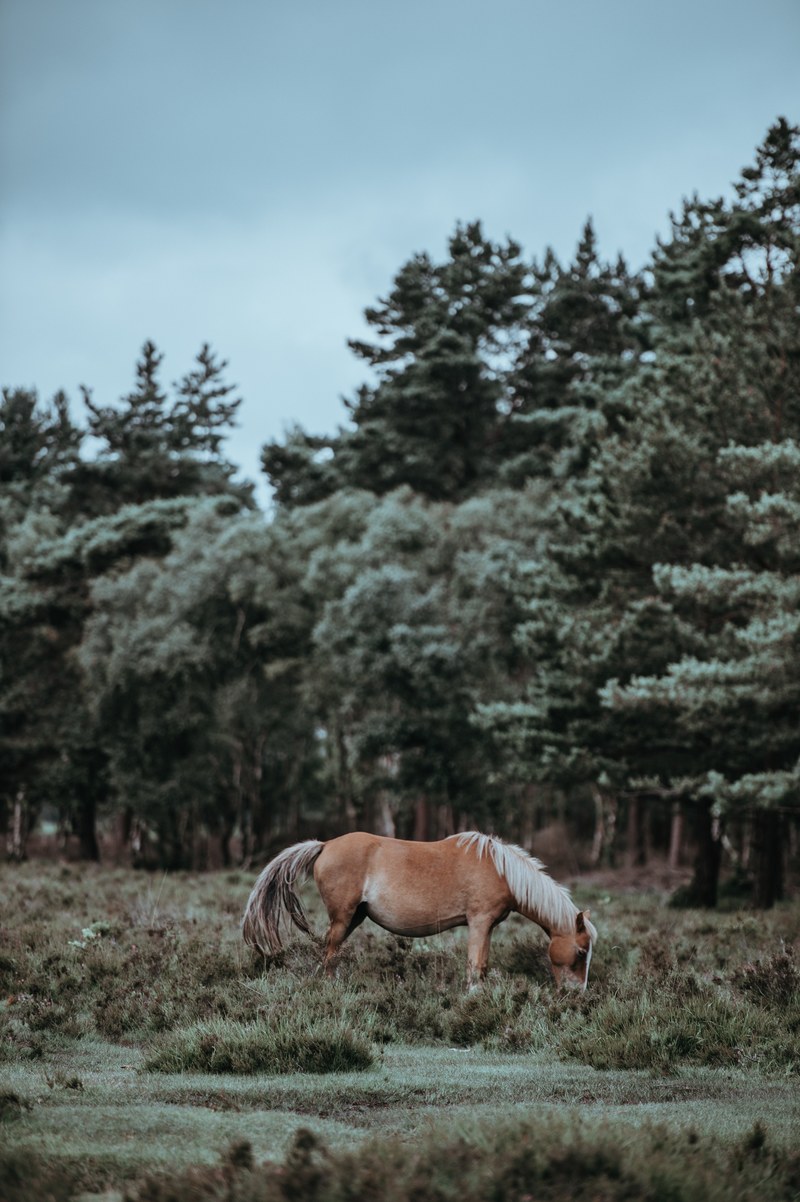 a light chestnut with a flaxen mane grazing in the grass near coniferous trees, wild pony 4k