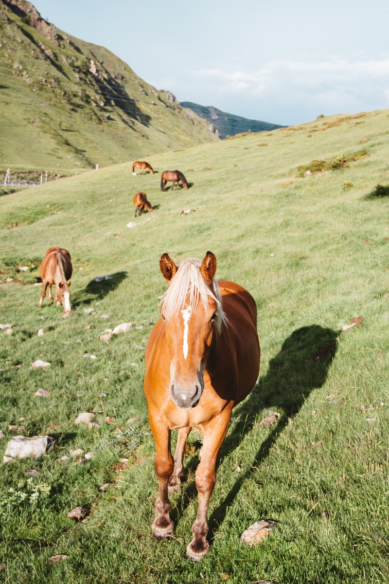 wild horses in the catalan pyrenees spain 4k