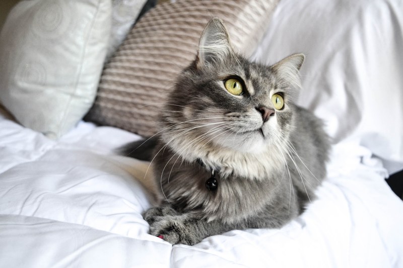 grey cat gray gray cat and pet cat 4k