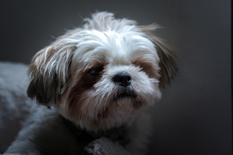 contemplative canine 4k