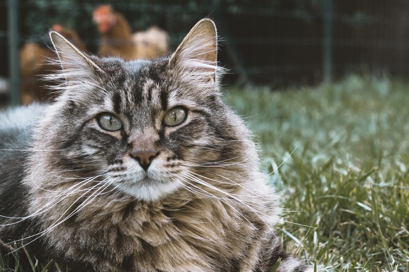close up of a long haired cat on sitting in green grass, gaspard the too big cat 4k