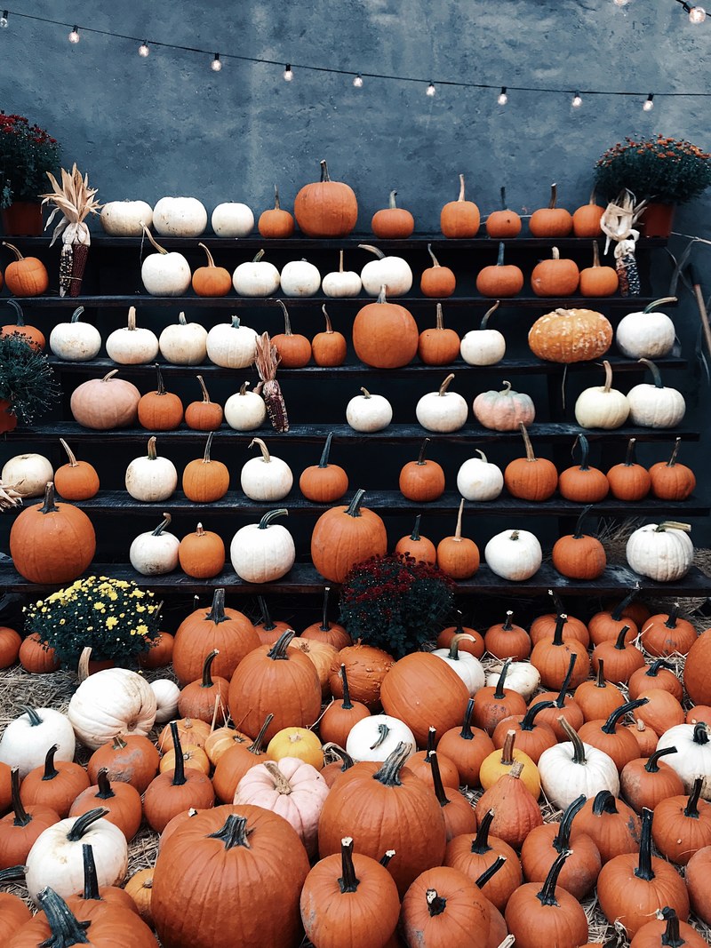 pumpkin pumpkin patch jack o lantern and gourd hd, 4k