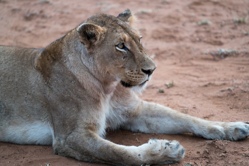 lion lying down relaxing on dusty floor in kapama private game reserve, resting lioness 4k