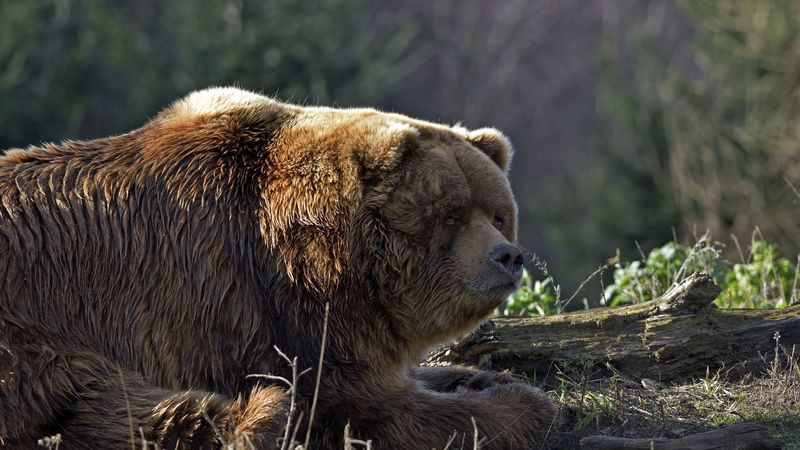 bear, timber, thick, lying, 4k