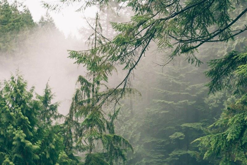 branches of coniferous tree in a forest on a misty day, mist in the middle of the woods 4k
