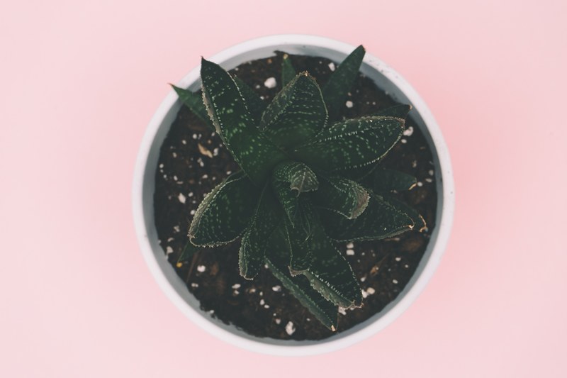 succulent plant pot and soil 4k