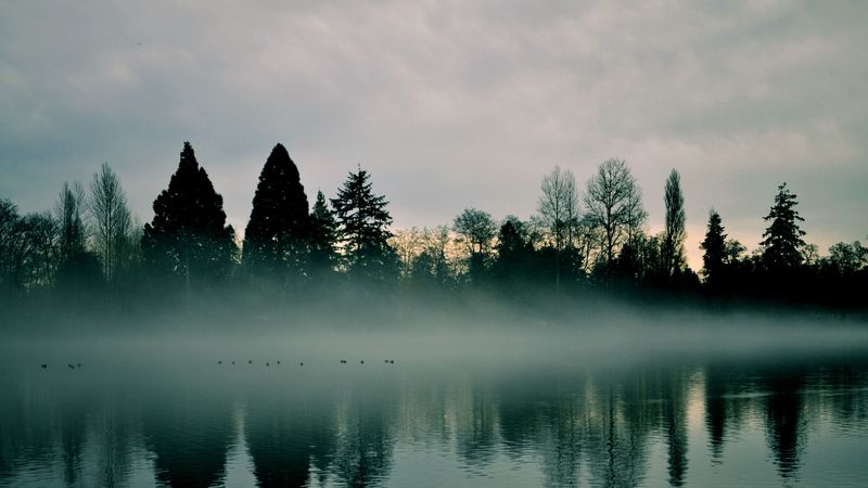 river, trees, fog, reflection, 4k