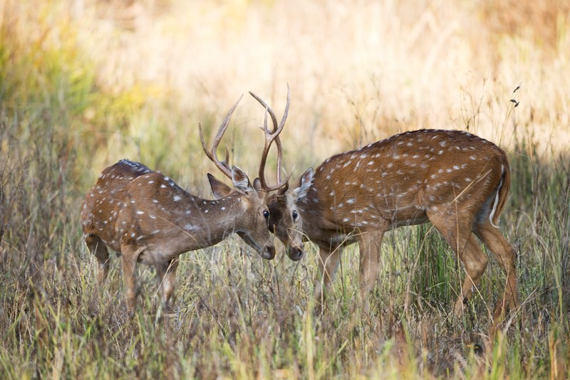 two dear mating fight 4k