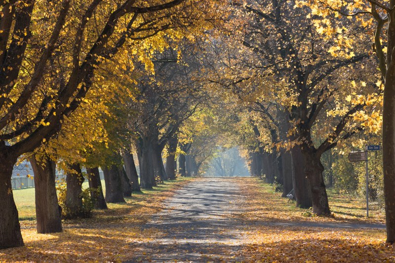 a tree lined path with trees shedding their leaves in the middle of autumn, park alley in autumn 4k