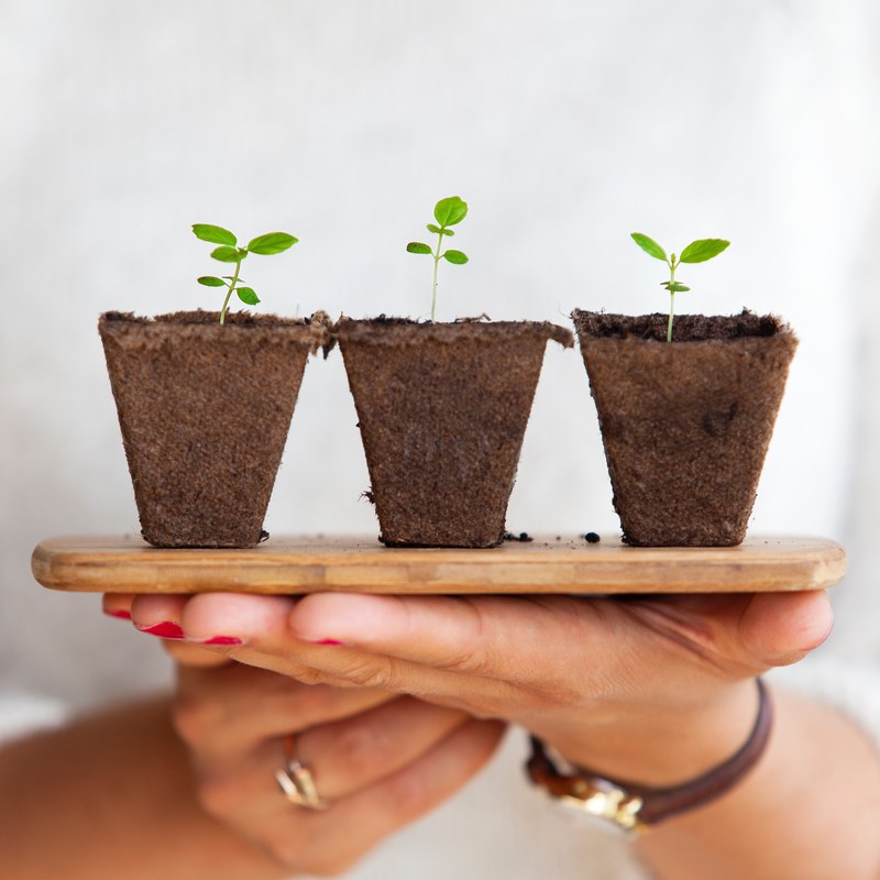 a person holding a wooden board with three small plants taken out of their pots, replanting small plants 4k