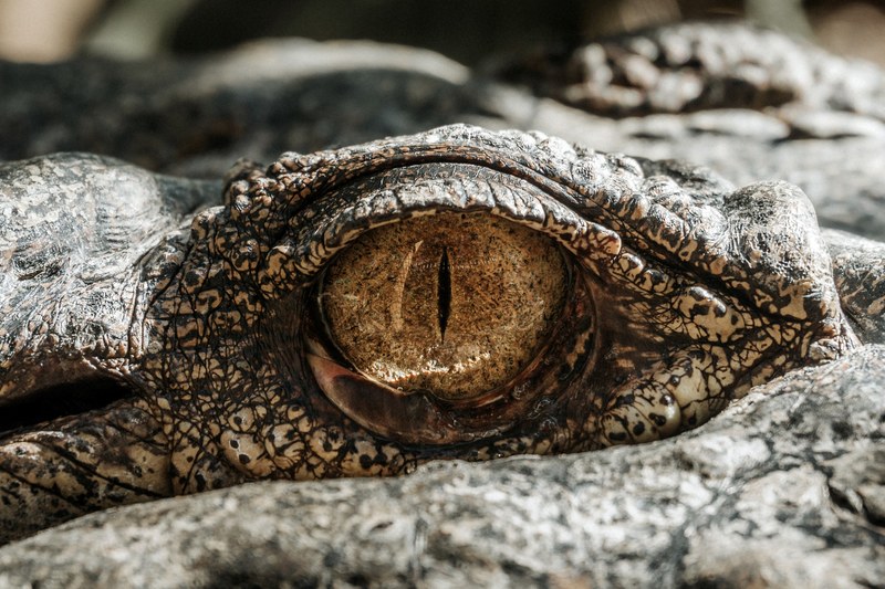 crocodile alligator eye and wild 4k