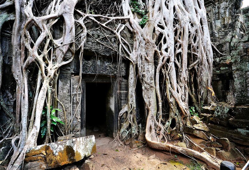 tomb raider tree in angkor wat cambodia 4k