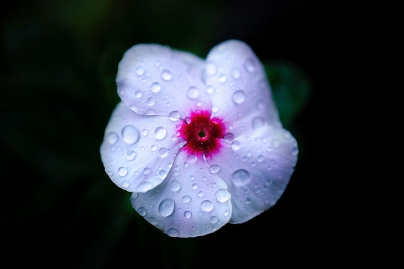 close up of a white flower with a red centre covered in droplets of water, water droplets on a delicate white flower 4k
