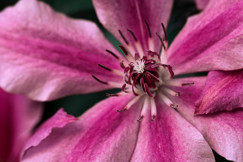 a macro shot of the inside of a deep pink flower, flower 4k
