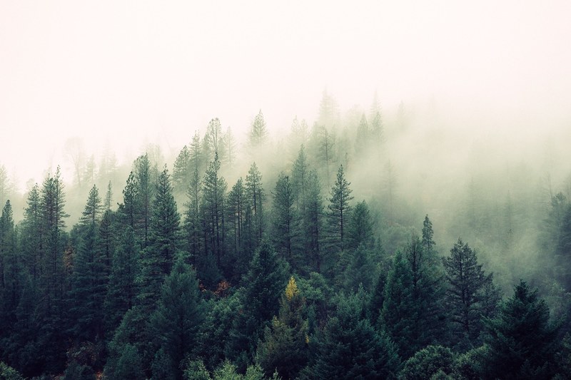 a pine forest shrouded in a dense fog descending from above, misty shroud over a forest 4k